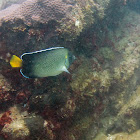 Yellowtail angelfish