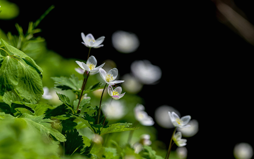 Herringbone flowers plant leaf