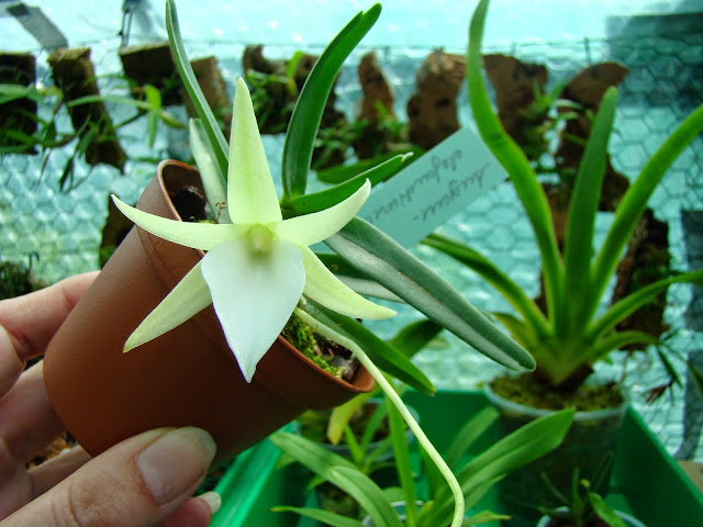 Angraecum sp DSC01389