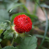 mock strawberry