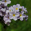 Clasping Heliotrope