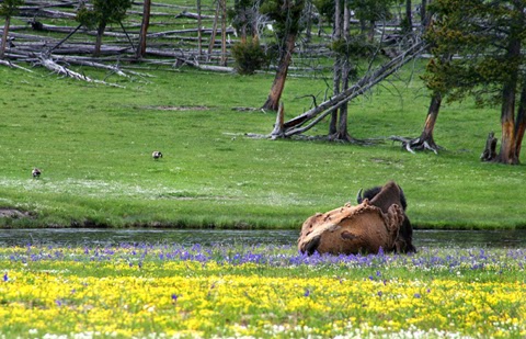 NUESTRO VIAJE AL PLEISTOCENO: YELLOWSTONE Y GRAND TETON - Blogs de USA - YELLOWSTONE NATIONAL PARK (13)