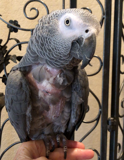 Bird Feather Plucking