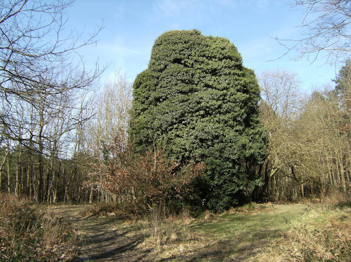 DSCF0435 Ivied folly in Tower Wood