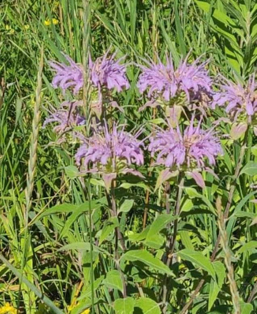 Monarda fistulosa - Wild Bergamot, Bee Balm- Location  Missouri, United States Of America