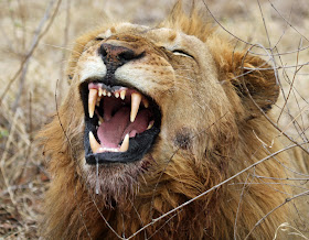 Wildlife Photos of African Lion Roar (Mala Mala, South Africa)