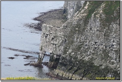 Bempton Cliffs - May