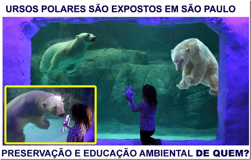 urso_aquario