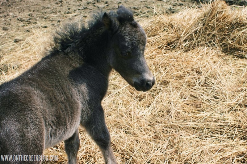 Baby Pony