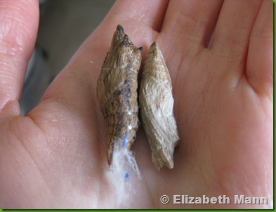 chrysalis black swallowtail