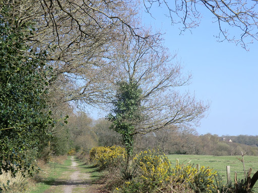 CIMG7787 Woodland path, Roydon Woods