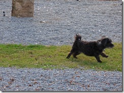 Skruffy at the Dog Park, Christmas 2016