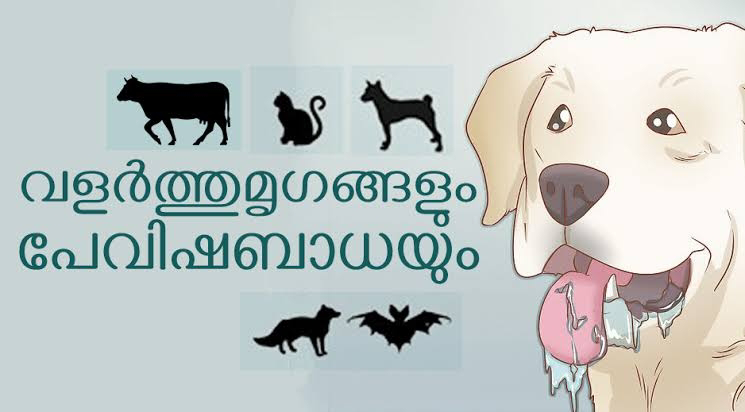 പേവിഷബാധ: അതീവ ജാഗ്രത വേണമെന്ന് ആരോഗ്യ വകുപ്പ്