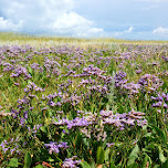 a field full of purple sea lavenders on Texel, Netherlands in Texel, Netherlands 