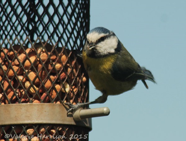 bluetit