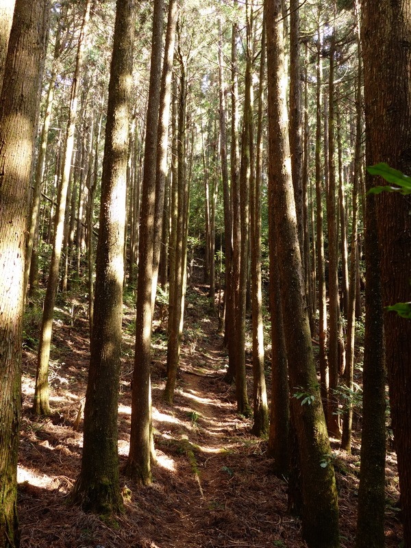 2014_0118 鳶嘴山西北稜→大崠山來回_058