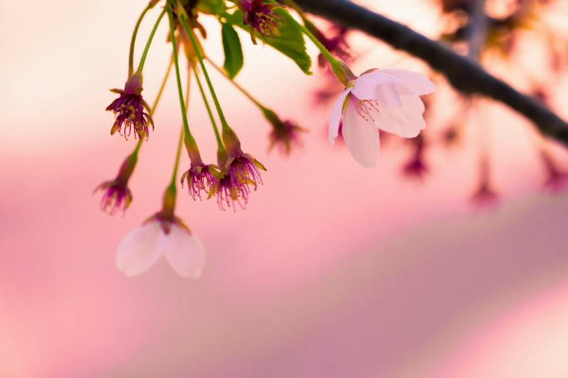 弘前公園 桜の絨毯 花筏 写真6