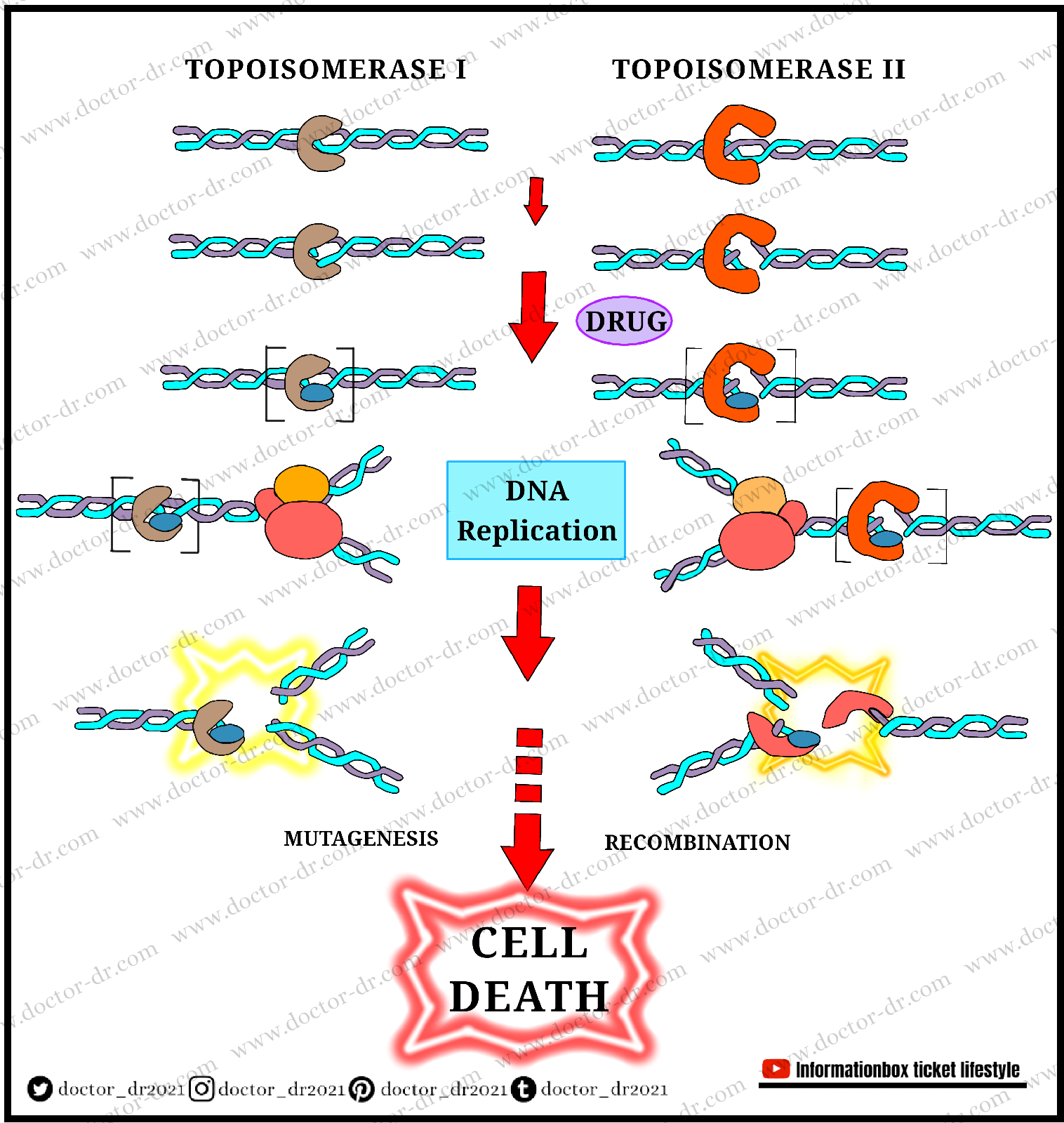 All About Topoisomerase by Doctor-dr