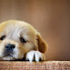 Cute Dog Wallpapers and New Tab