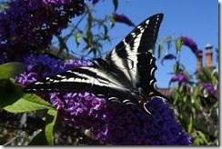 lopez tiger swallowtail 062015 00001