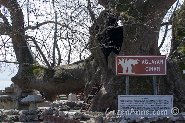 asırlık Ağlayan Çınar, Gölyazı