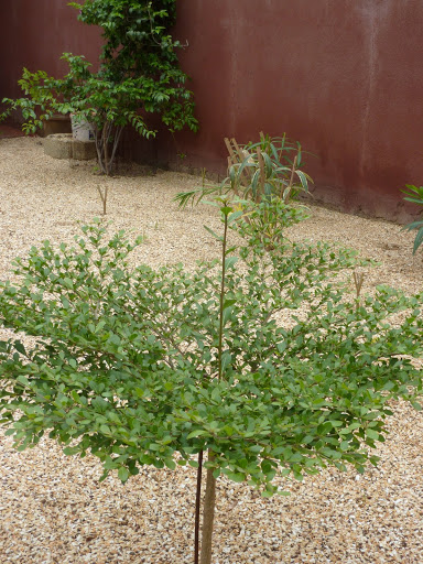 Terminalia mantaly P1010418