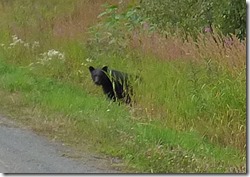 Bear near Meziadin Junction, British Columbia