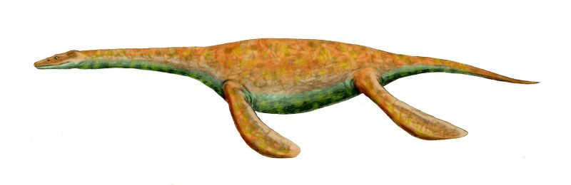 파일:external/upload.wikimedia.org/Pistosaurus_BW.jpg