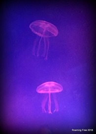 Jellies