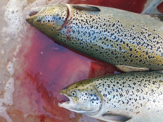 Lummi fishers out for chinook were shocked to find Atlantic salmon in their nets on 21 August 2017,  after an escape of an unknown number of Atlantic salmon from a Cooke Aquaculture net pen operation off Cypress Island. A pen holding more than 300,000 salmon imploded on 19 August 2017. Photo: Ellie Kinley