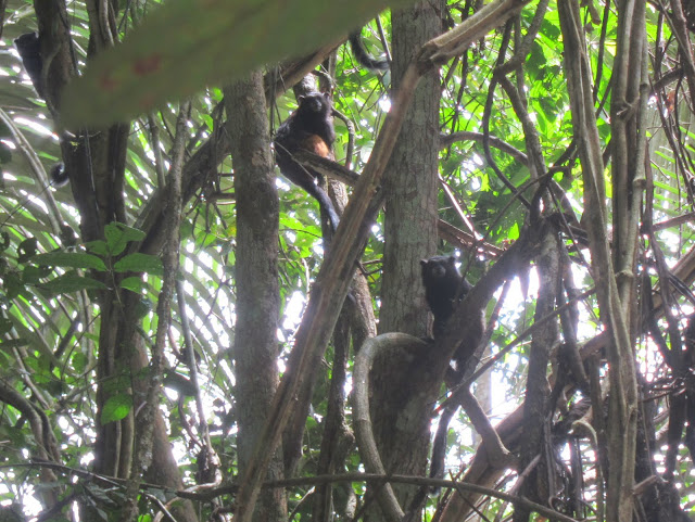 Hello little lion head monkeys