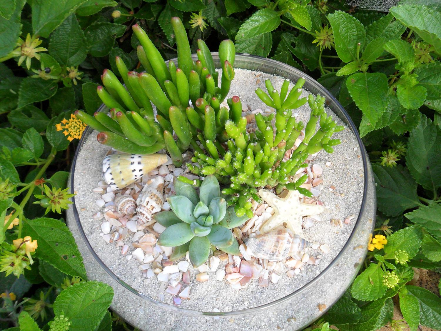 By The Seashore Succulent Terraium, Great For A Beach Wedding Centerpiece,