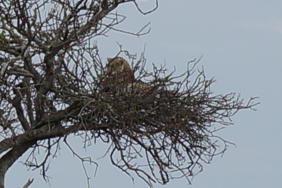 Кения+Танзания на Новый Год 2012