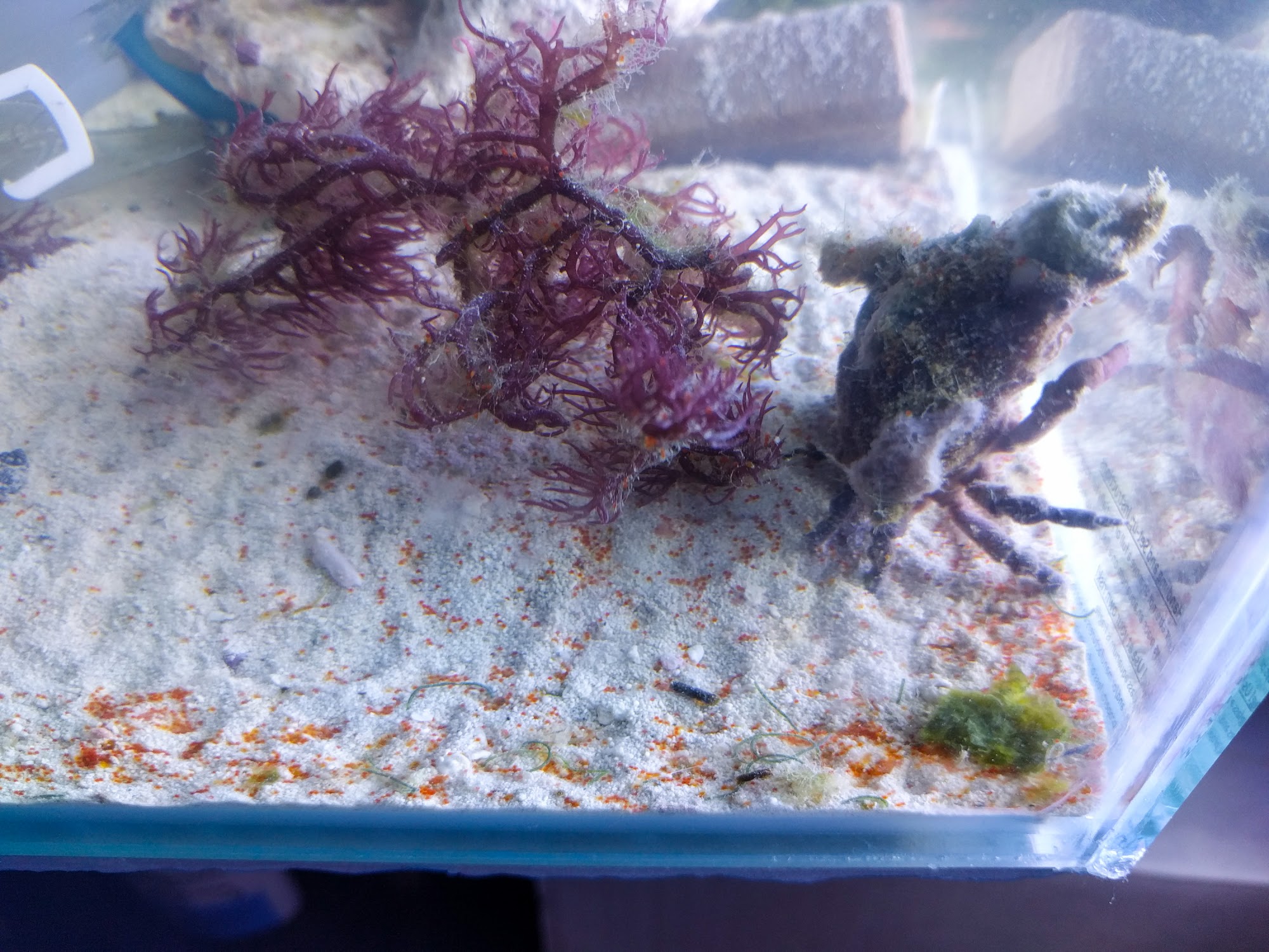 Decorator crab eggs failure, Blog