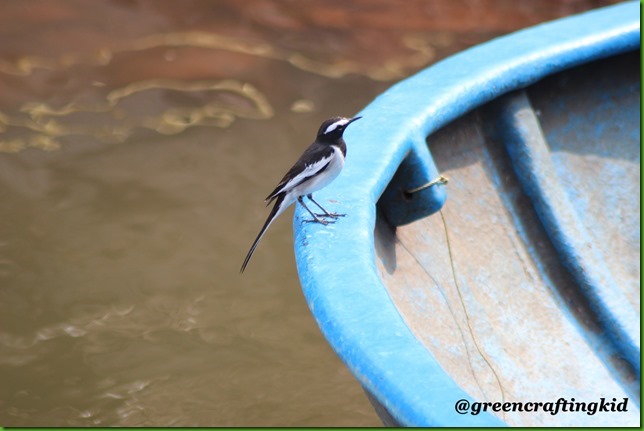 Pied Wagtail