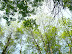 trees and sky