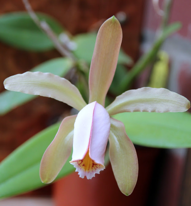 Cattleya forbesii IMG_8108