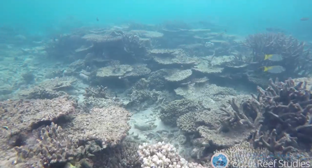 Bleached coral at Zenith Reef in November 2016. Photo: ARC Centre of Excellence Coral Reef Studies