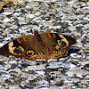 Buckeye butterfly