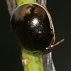 Black Bean Bug