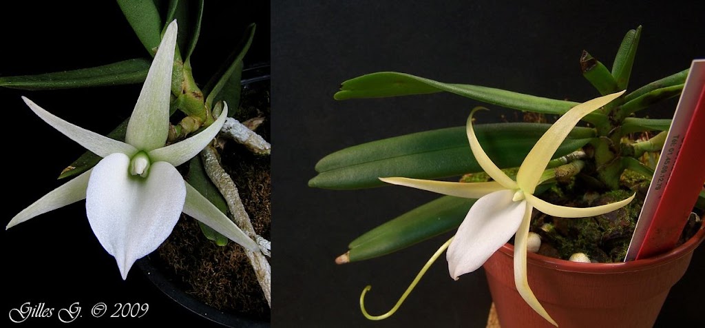 Angraecum elephantinum Capture%2520elephantinum