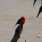 Vermilion Flycatcher  (Pyrocephalus rubinus)