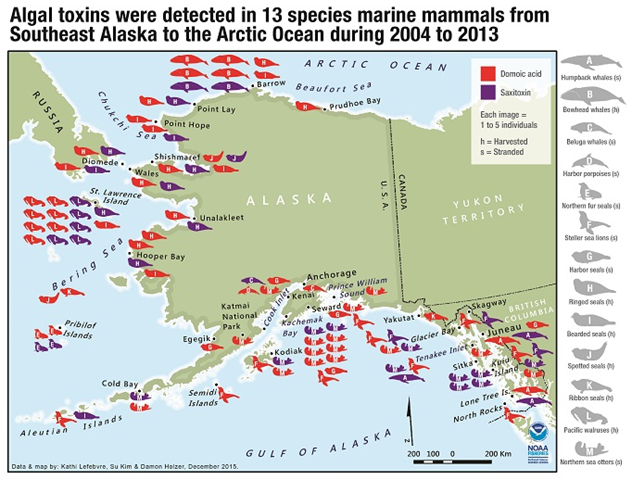 Map showing where algal toxins (domoic acid and saxitoxin) were detected in 13 species of marine mammals, from Southeast Alaska to the Arctic Ocean, during 2004-2013. Graphic: Kathi Lefebvre, Su Kim, and Damon Hoizer / NOAA