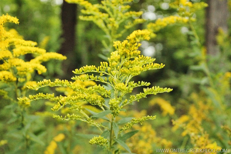 Goldenrod flowers