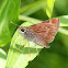 Crossline Skipper