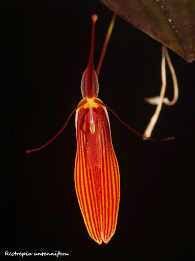 Restrepia antennifera  IMG_0605b%2520%2528Medium%2529