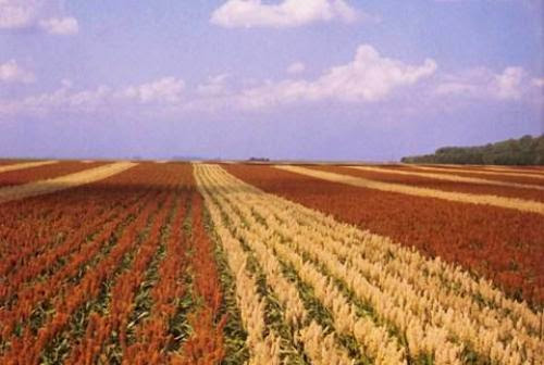 Crops Of Sorghum Grain Or Biomass