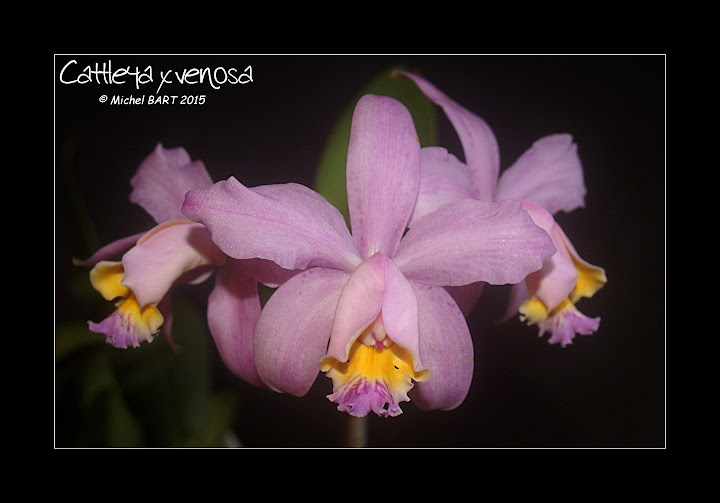 Cattleya Venosa Cattleya_venosa