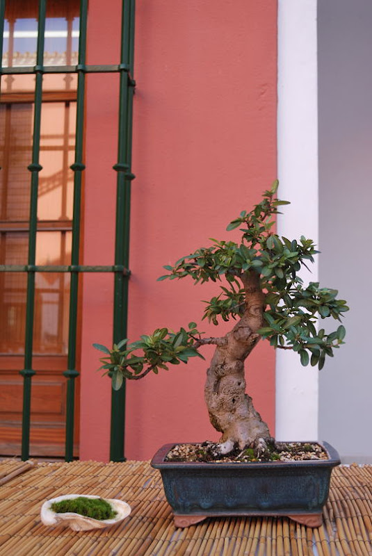 XI Exposición Invernal de bonsai de la A.S.B. Chokkan 067%25252033%252520Pyracantha%252520cocc%2525C3%2525ADnea%252520de%252520Roberto%252520Serrano%252520Falc%2525C3%2525B3n%252520-%25252016