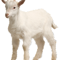 Goat Farming Guide